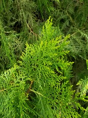 close up of a pine needles