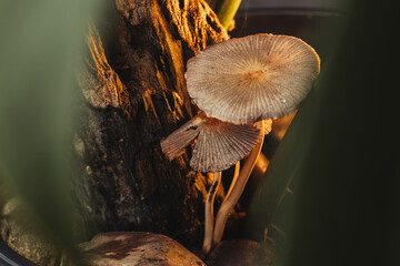 Cogumelos na tarde do bosque