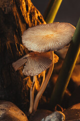 Os cogumelos na tarde de outono