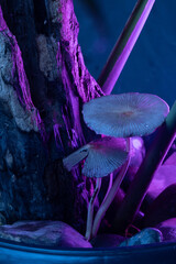 Cogumelos na floresta neon