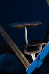 Cogumelos na noite da floresta