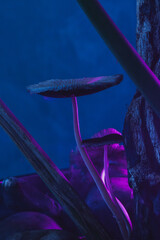 Os cogumelos na noite do bosque