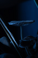 Mundo fungi noturno 