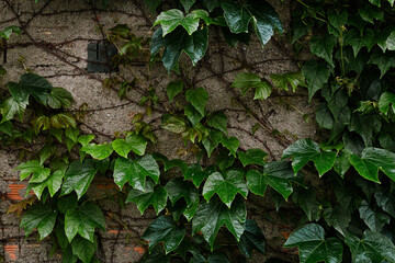 Um muro com folhagens verdes