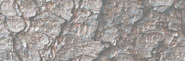 Natural texture of tree bark. Tree trunk close-up. Natural wood background with bark patterns.