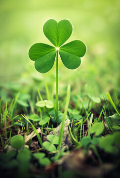 image of a single shamrock boring outdoors in the forest