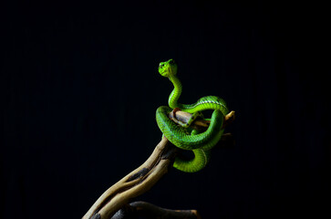 green snake on black