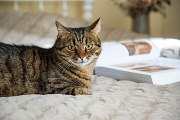 cat sitting on the bed with book