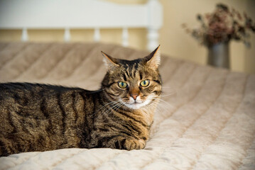 Fototapeta na wymiar cat on a sofa