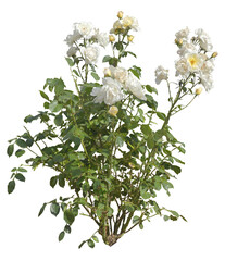 Rosier blanc PNG fond blanc