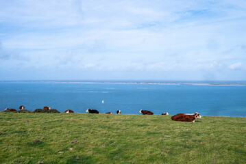 Domesticated farmed cattle cows resting on the top of grazing land in Isle Of Wight 1