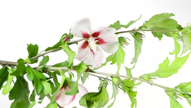 Pink or purple Rose Of Sharon flower isolated on white background, scientific name Hibiscus syriacus, studio shot