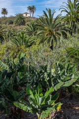 Fototapeta na wymiar Plantación de plátanos y palmeral en la zona de Icod de los Vinos en el norte de Tenerife, islas Canarias