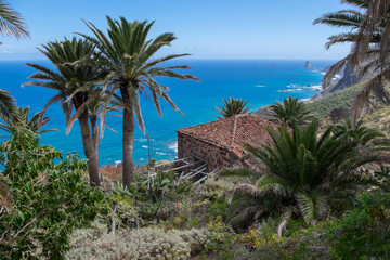 Fototapeta na wymiar Paisaje con palmeras y casa abandonada en Anaga, Tenerife, Islas Canarias