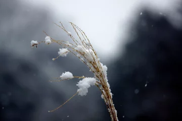Fotobehang 穂が完全に落ちて枯残ったススキに積雪！ 都会の公園でこんな雪景色が見られました。 © 秀司 平林