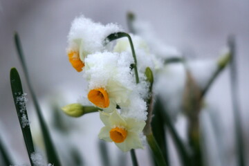 都会の公園に咲く日本水仙。雪が降ってその水仙に積もっていました。