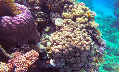 Amazing  coral reef and fish