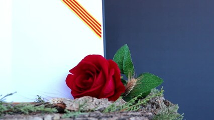 Book and Rose of Sant Jordi, vertical book with blank pages and ribbon with the flag of Catalonia, in movement.
