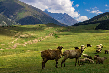 sheep grazing in the alpine meadows in the mountains