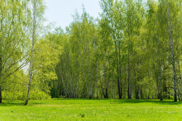 A large clearing in a birch forest, bathed in the sun. Glade surrounded by birches.
