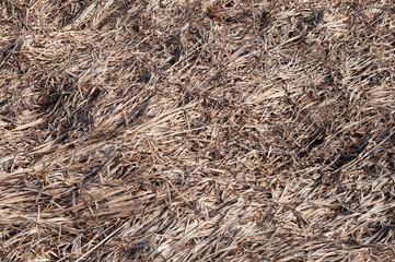 Old dry grass background