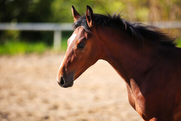 Obraz premium Horse foal on the riding arena, head portraits from the side.