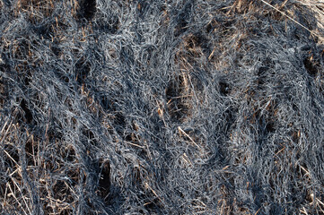 Burnt dry grass background