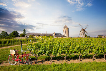 Vieux vélo rouge au milieu des vignes en France, vignoble d'Anjou.