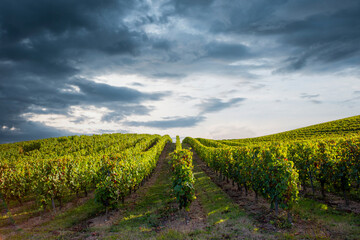 Fototapeta na wymiar Paysage de vigne dans un vignoble en France sous un ciel d'orage.