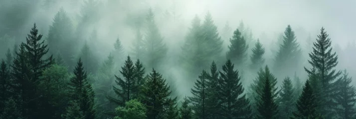 Papier Peint photo Lavable Matin avec brouillard the serene beauty of a misty forest