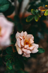 pink rose bush