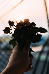 hand holding dry flower with sunset