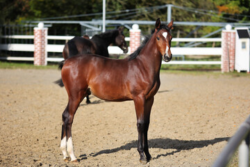 Fototapeta premium Horse foal on the riding arena, portraits from the side.