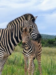 Mother and baby zebra in National Park © Solene
