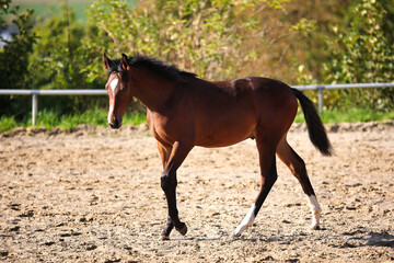 Horse foal galloping around on the riding bib.