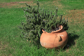 Jar with Plant