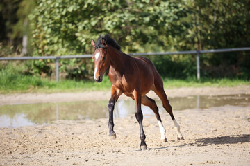 Horse foal galloping around on the riding bib.