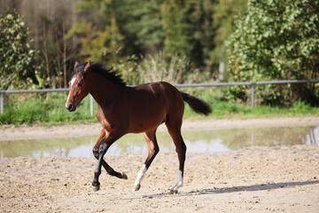 Horse foal galloping around on the riding bib.