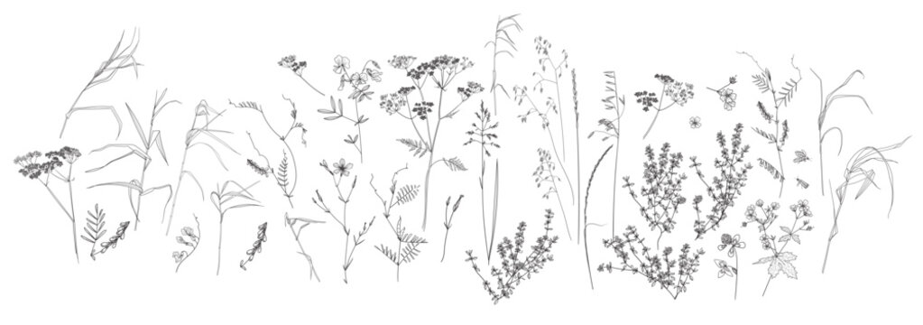 Field flowers and grasses, line drawing. Vector illustration	