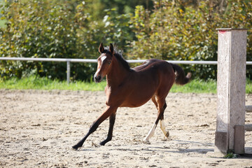 Horse foal galloping around on the riding bib.