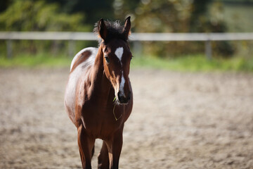 Horse foal galloping around on the riding bib.