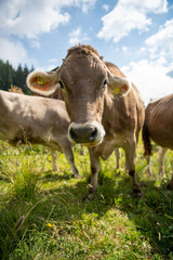Kuh auf Weide im Gegenlicht
