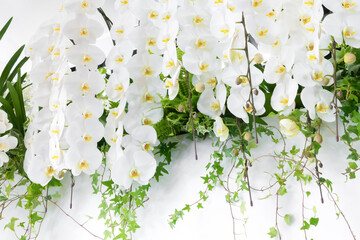 白い胡蝶蘭の花