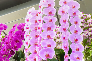 ピンクの胡蝶蘭の花　洋蘭