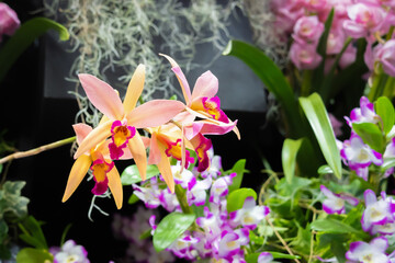 美しい洋蘭の花