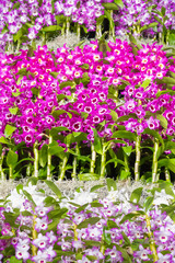 ピンクのデンドロビウムの花　洋蘭