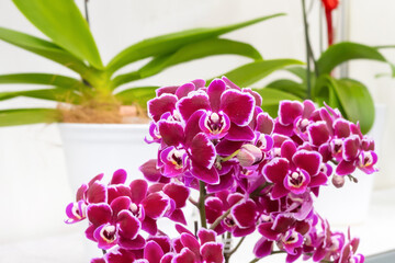 ピンクの胡蝶蘭の花　洋蘭