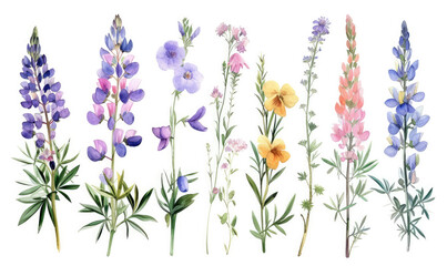 Naklejka premium Wild flowers set, watercolor digital illustration. Perfectly for poster, card design. Mother's Day, Birthday, Valentine's day decoration