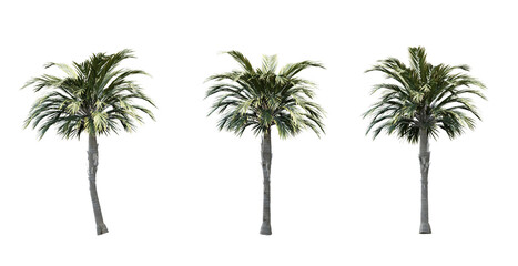 Palm tree, Palm tree in png, isolate palm tree