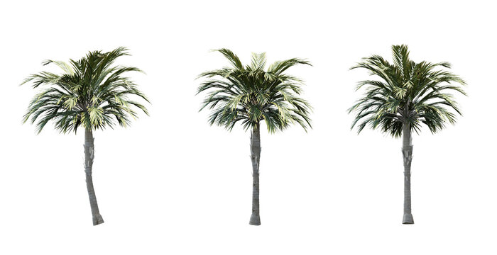 Palm tree, Palm tree in png, isolate palm tree